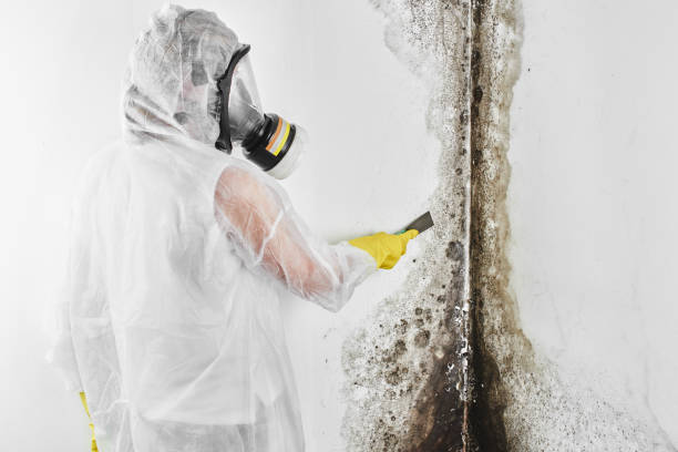 Best Localized Mold Remediation (e.g., coastal areas, humid climates) in Smithfield, NC