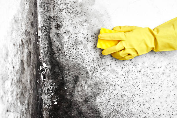 Best Basement Mold Remediation in Smithfield, NC