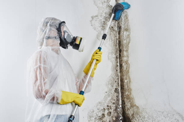  Smithfield, NC Mold Removal Pros