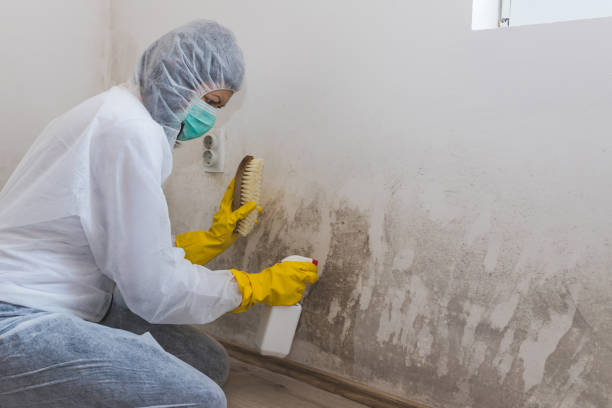 Best Commercial Mold Remediation in Smithfield, NC