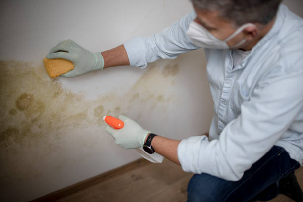 Best Commercial Mold Remediation in Smithfield, NC