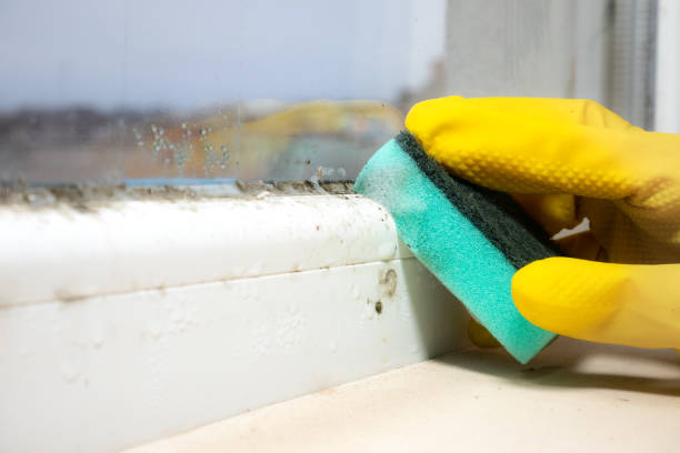 DIY Mold Remediation Support Services