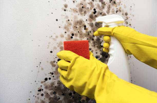 Best Industrial Mold Remediation in Smithfield, NC