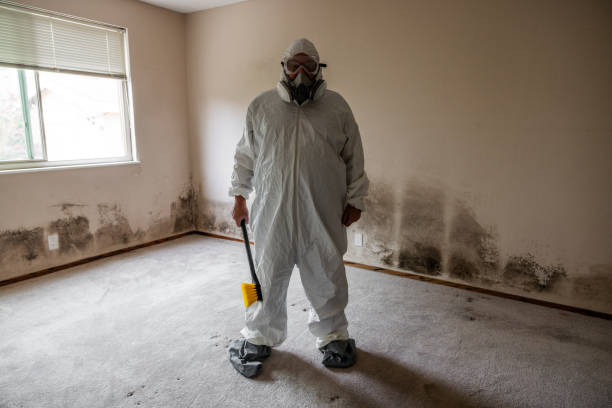 Best DIY Mold Remediation Support Services in Smithfield, NC