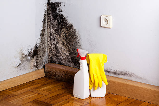 Best Post-Flood Mold Remediation in Smithfield, NC