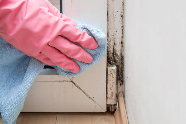 Best Residential Mold Remediation in Smithfield, NC