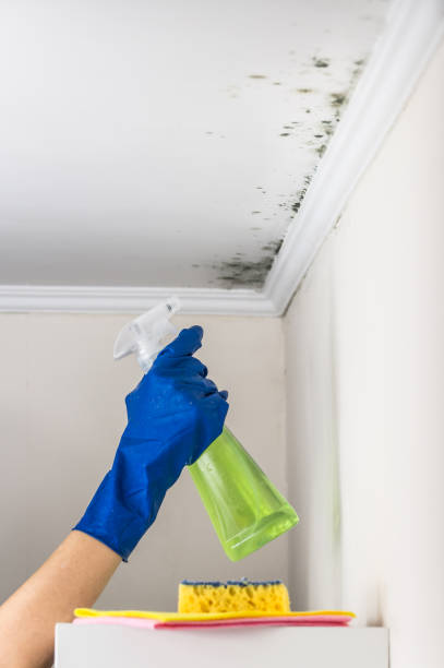 Best Health and Safety Mold Remediation in Smithfield, NC